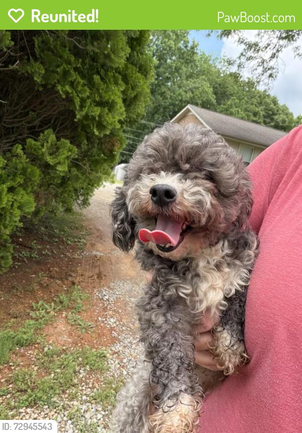 Reunited Female Dog last seen Rotary Park , Clarksville, TN 37043