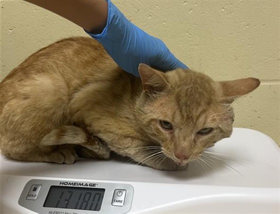 Shelter Stray Male Cat last seen 23RD AVE & DEEBLE ST, Sacramento, CA 95818