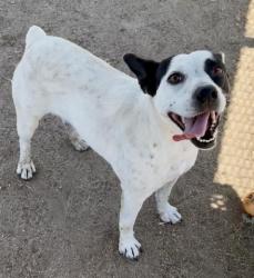 Shelter Stray Female Dog last seen Near BLOCK BEVERLY DR, BAKERSFIELD CA 93307, Bakersfield, CA 93308