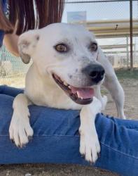 Shelter Stray Female Dog last seen Near BLOCK BEVERLY DR, BAKERSFIELD CA 93307, Bakersfield, CA 93308