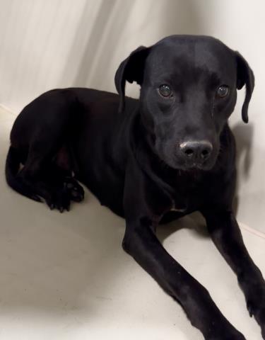 Shelter Stray Female Dog last seen Near BLOCK PRICE ST, BAKERSFIELD CA 93307, Bakersfield, CA 93308