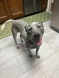 Reunited Female Dog last seen Near W Commerce St, San Antonio, TX 78237