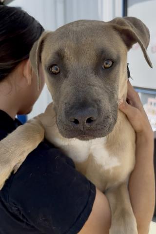 Shelter Stray Male Dog last seen Near GULFSTREAM LN, BAKERSFIELD CA 93308, Bakersfield, CA 93308