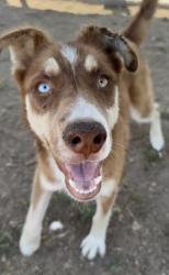 Shelter Stray Female Dog last seen Near BLOCK JEFFERSON ST, BAKERSFIELD CA 93305, Bakersfield, CA 93308