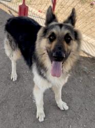 Shelter Stray Male Dog last seen Near BLOCK LERDO HWY, SHAFTER CA 93263, Bakersfield, CA 93308