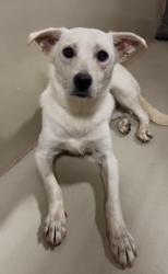 Shelter Stray Male Dog last seen Near BLOCK MARY ST, ARVIN CA 93203, Bakersfield, CA 93308
