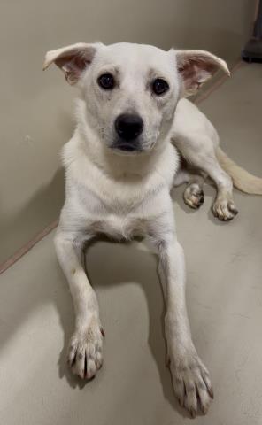 Shelter Stray Male Dog last seen Near BLOCK MARY ST, ARVIN CA 93203, Bakersfield, CA 93308