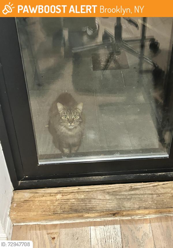 Found/Stray Unknown Cat last seen Marcy and macon, Brooklyn, NY 11216