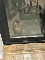Found/Stray Unknown Cat last seen Marcy and macon, Brooklyn, NY 11216