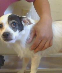 Shelter Stray Male Dog last seen COTTAGE WAY/HOWE AVE, SACRAMENTO CA 95825, Sacramento, CA 95827