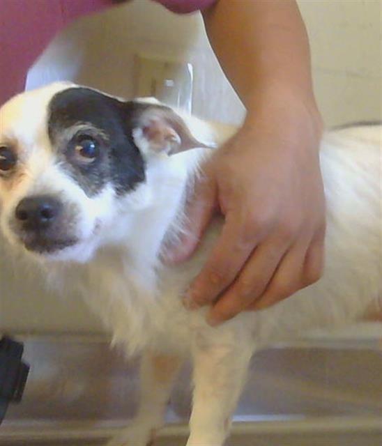 Shelter Stray Male Dog last seen COTTAGE WAY/HOWE AVE, SACRAMENTO CA 95825, Sacramento, CA 95827