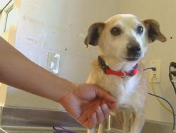 Shelter Stray Male Dog last seen RAMSEY DR/LARCHMONT DR, 95660, Sacramento, CA 95827