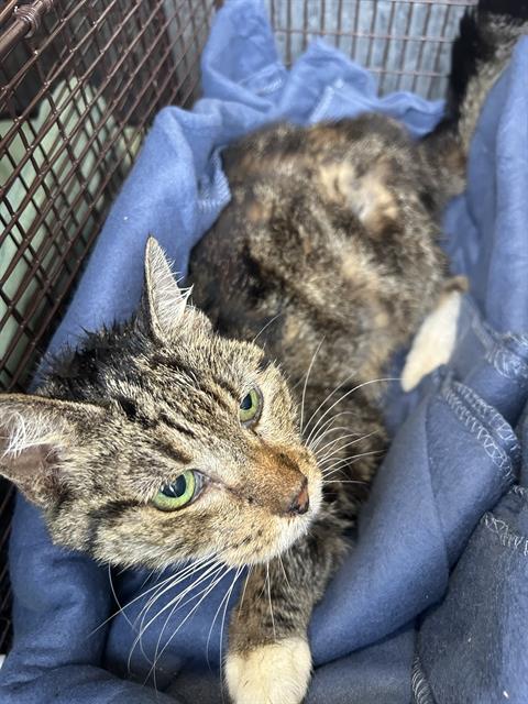 Shelter Stray Female Cat last seen Near BLOCK MILITARY DR, San Antonio, TX 78227