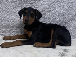 Shelter Stray Male Dog last seen , Lake Los Angeles, CA 93550
