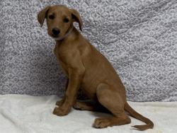 Shelter Stray Female Dog last seen , Lake Los Angeles, CA 93550