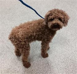 Shelter Stray Male Dog last seen PONTA DELGADA DR / ATRIO CIR, Elk Grove, CA 95624