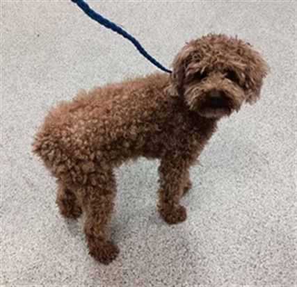 Shelter Stray Male Dog last seen PONTA DELGADA DR / ATRIO CIR, Elk Grove, CA 95624