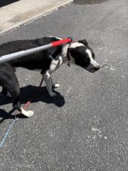 Shelter Stray Male Dog last seen , Los Angeles, CA 90031