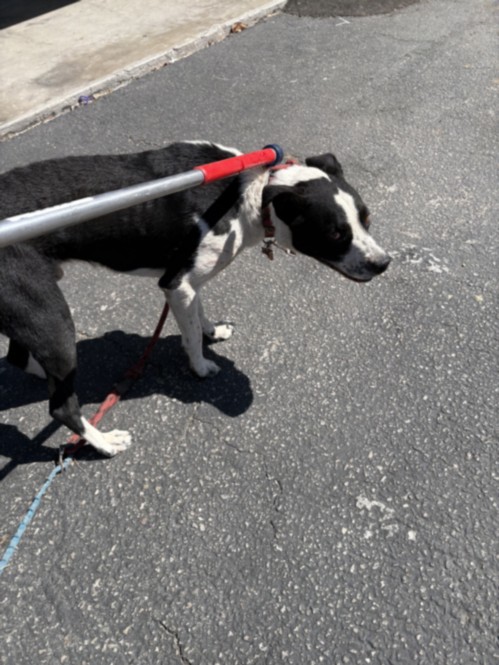 Shelter Stray Male Dog last seen , 3201 Lacy St, Los Angeles, CA 90031, USA