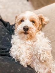 Reunited Male Dog last seen Southern and Juan Tabo, Albuquerque, NM 87123