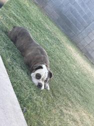 Reunited Male Dog last seen Near E Birchwood Ave Mesa Az 85208 by the park , Mesa, AZ 85208