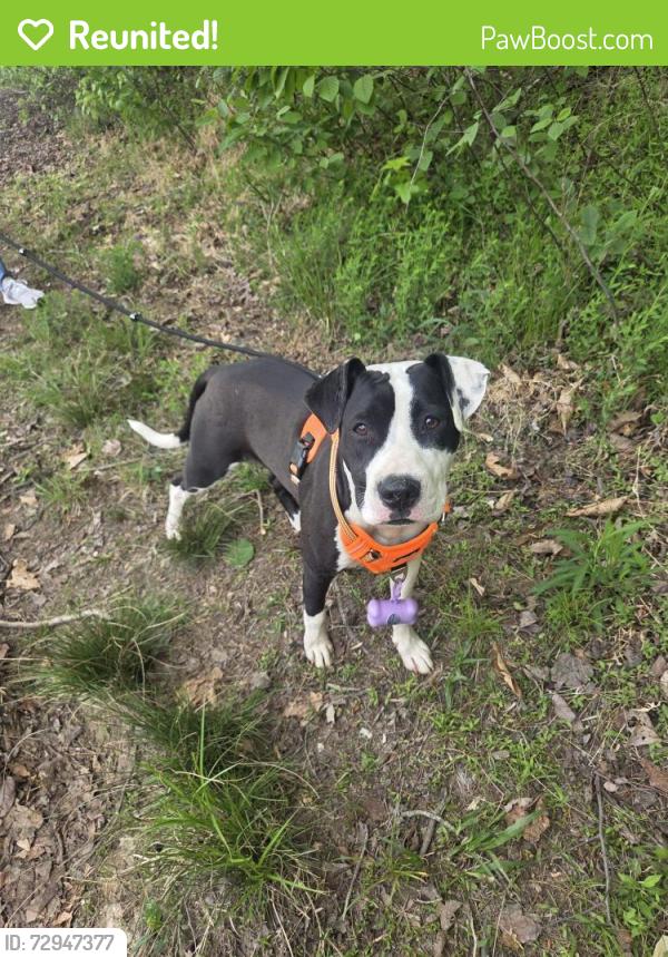 Reunited Female Dog last seen Across from West Lenoir Baptist Church , Lenoir, NC 28645