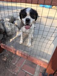 Reunited Female Dog last seen 23rd and Rosedale, Upland, CA 91784