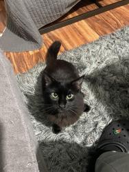 Lost Male Cat last seen George Washington memorial , Mount Vernon, VA 22309