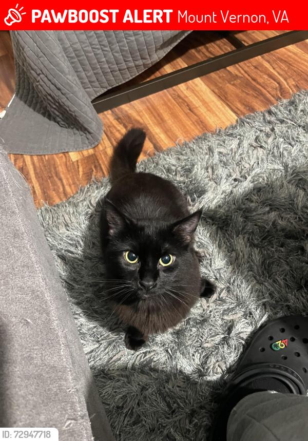 Lost Male Cat last seen George Washington memorial , Mount Vernon, VA 22309