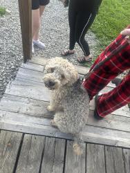 Reunited Male Dog last seen Walker and Randolph st , Indianapolis, IN 46203