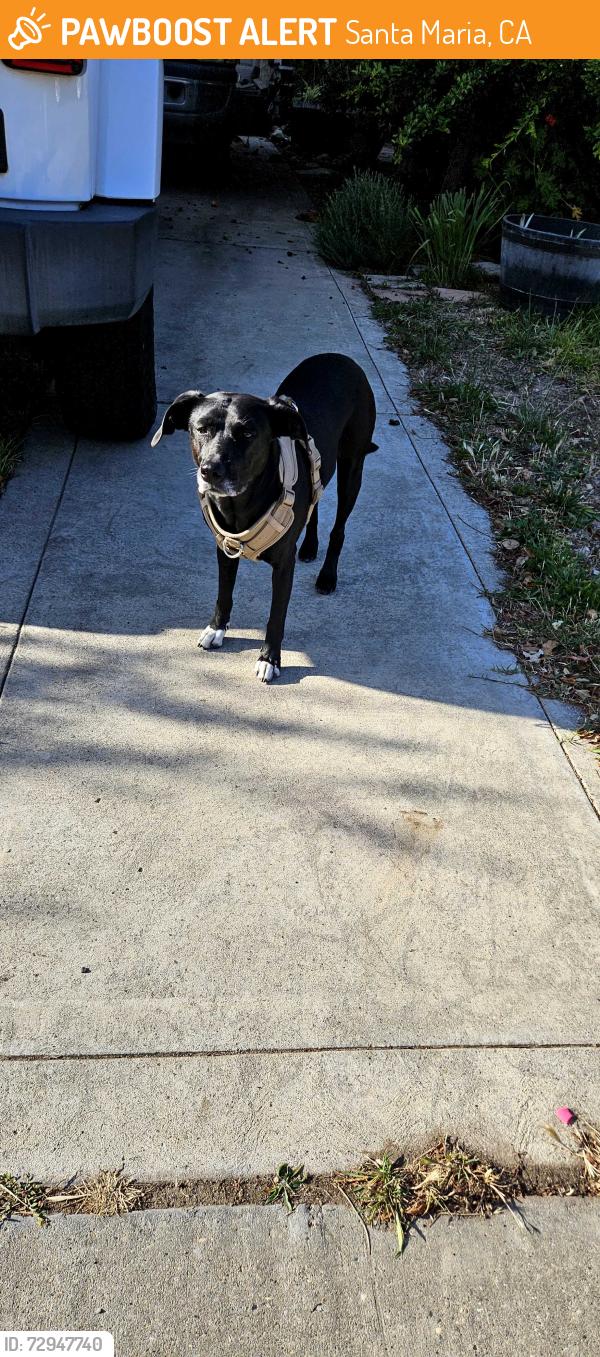 Found/Stray Female Dog last seen Timber, Santa Maria, CA 93458