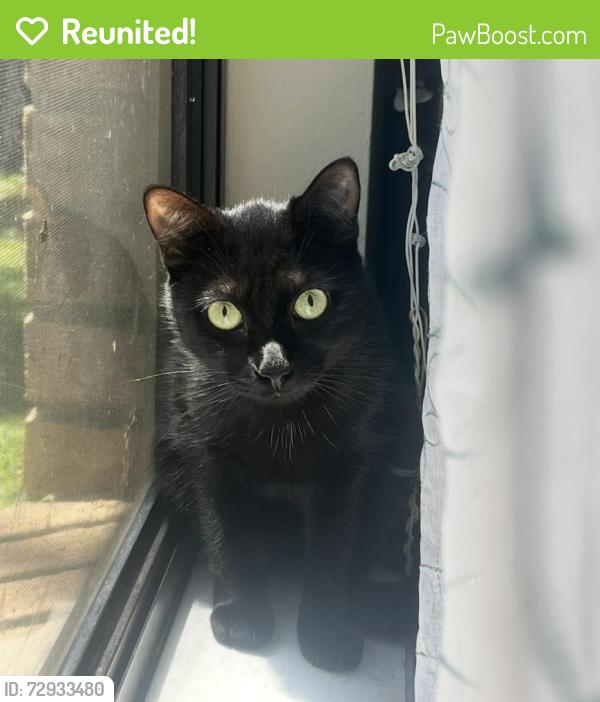 Reunited Female Cat last seen Salters , Deltona, FL 32738