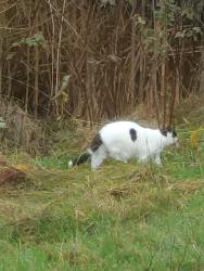 Lost Female Cat last seen Finkbonner and Mackenzie Rd, Bellingham, WA 98226