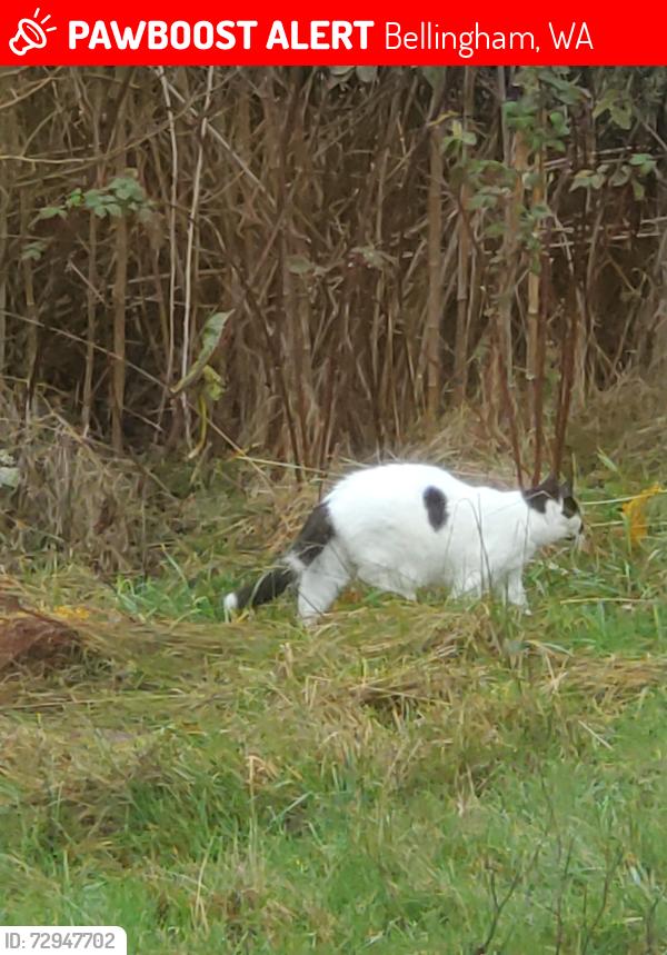 Lost Female Cat last seen Finkbonner and Mackenzie Rd, Bellingham, WA 98226