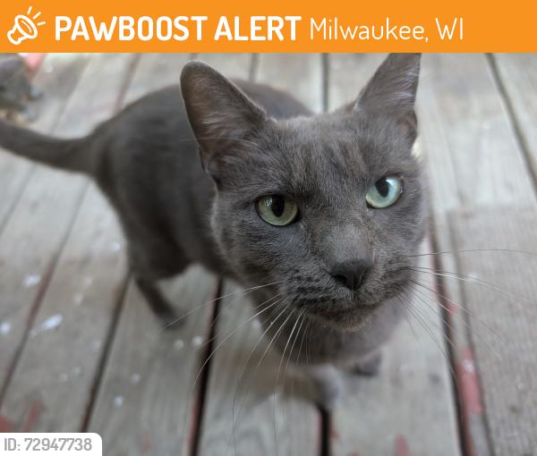 Found/Stray Female Cat last seen Unknown , Milwaukee, WI 53208