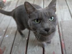 Found/Stray Female Cat last seen Unknown , Milwaukee, WI 53208