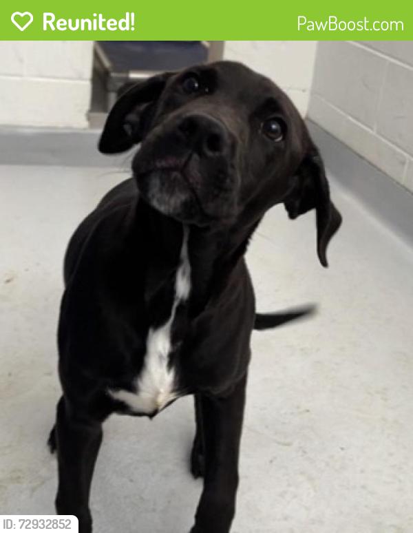 Reunited Male Dog last seen Near University Dr, Richardson, TX 75081, USA, Richardson, TX 75081