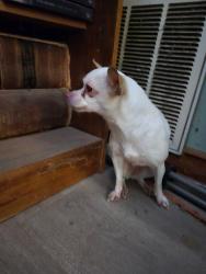 Reunited Female Dog last seen winona ave and sulphur ave, St. Louis, MO 63109
