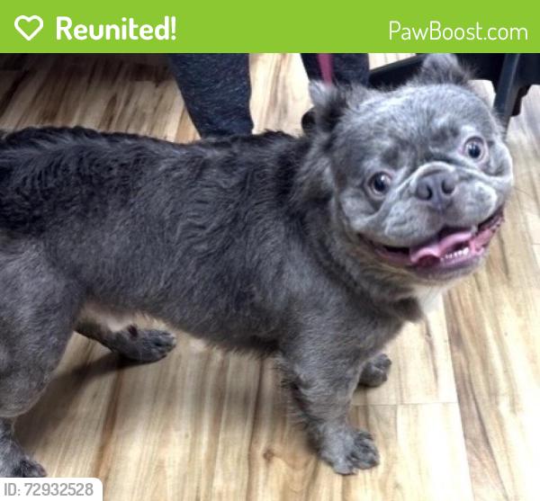 Reunited Male Dog last seen Near Elk Grove Dr, Richardson, TX 75081, USA, Richardson, TX 75081