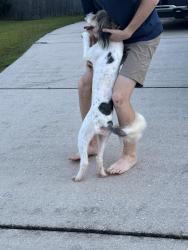 Reunited Unknown Dog last seen Jeff Hamilton and Snow Rd, Mobile, AL 36695