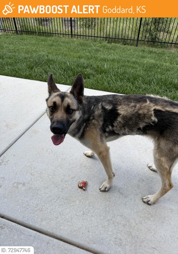 Found/Stray Female Dog last seen 167th and Kellogg, Goddard, KS 67052