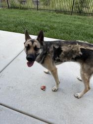 Found/Stray Female Dog last seen 167th and Kellogg, Goddard, KS 67052