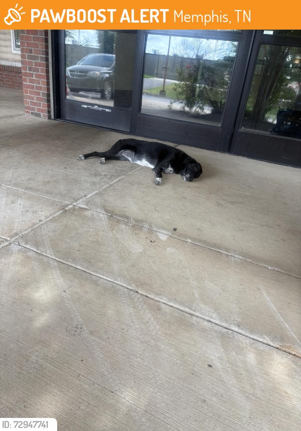 Found/Stray Unknown Dog last seen Near Gillham Dr., Memphis, TN 38134