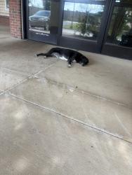 Found/Stray Unknown Dog last seen Near Gillham Dr., Memphis, TN 38134