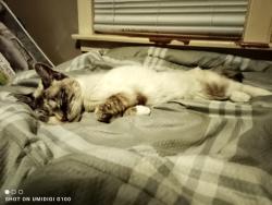 Lost Female Cat last seen Courtney Road, Dartmouth, Dartmouth, NS B3A