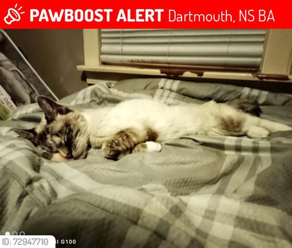 Lost Female Cat last seen Courtney Road, Dartmouth, Dartmouth, NS B3A