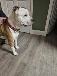 Reunited Male Dog last seen Fenwick ln, Mount Laurel Township, NJ 08054