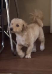 Reunited Male Dog last seen Near Oxford Ave, Hawthorne, CA 90250, USA, Hawthorne, CA 90250