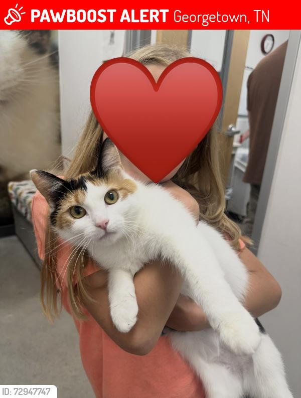 Lost Female Cat last seen Gamble Rd. Georgetown Tn, Georgetown, TN 37336