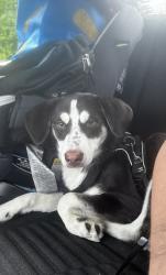 Reunited Female Dog last seen Near Spruce Ln, Southampton Township, NJ 08088, USA, Southampton Township, NJ 08088
